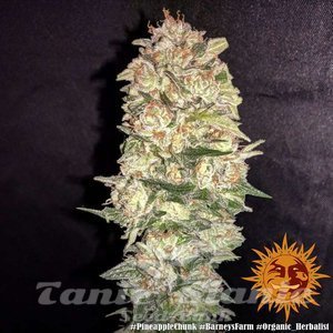 Pineapple Chunk - BARNEY’S FARM - 5