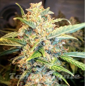 Pineapple Express Auto - 1