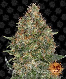 Pineapple Express Auto - BARNEY’S FARM - 1