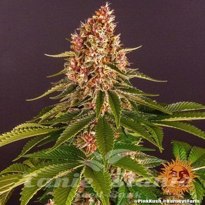 Pink Kush - BARNEY'S FARM - 6