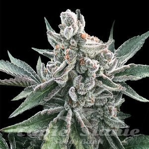 Polar Gelato Auto - SILENT SEEDS - 1
