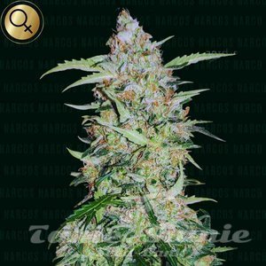 Popeyes Cookies - NARCOS SEEDS - 1