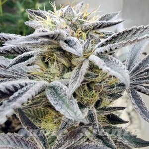Project 9 - EXOTIC GENETIX - 3
