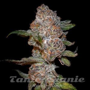 Punch Drunk Ape - ELEV8 SEEDS - 2