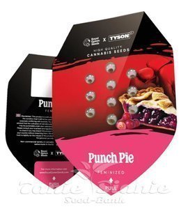 Punch Pie - ROYAL QUEEN SEEDS - 2