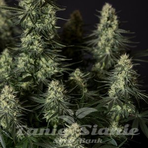 Punch Pie - ROYAL QUEEN SEEDS X TYSON 2.0 - 5