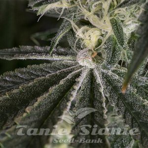 Punch Pie - ROYAL QUEEN SEEDS X TYSON 2.0 - 9