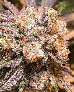 Purple Chem - THE CALI CONNECTION - 1