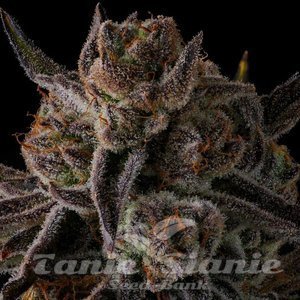 Purple Preserves - COMPOUND GENETICS - 1