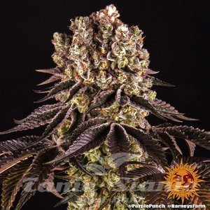 Purple Punch - BARNEY'S FARM - 3