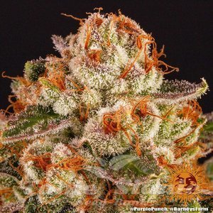 Purple Punch - BARNEY'S FARM - 4
