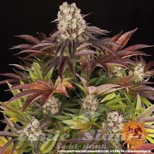 Purple Punch x Lemon Drizzle - BARNEY'S FARM - 2