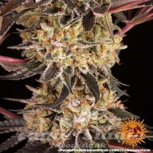 Purple Punch x Lemon Drizzle - BARNEY'S FARM - 4
