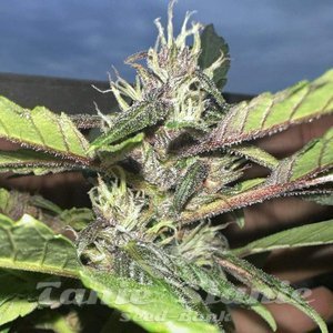 Purple Star CBD Auto - ATLAS SEEDS - 2