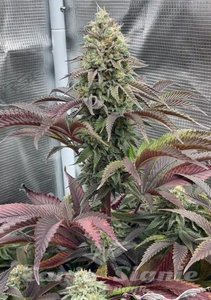 Rainbow Melon - FASTBUDS - 2