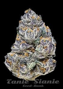 Rainbow Melon - FASTBUDS - 4