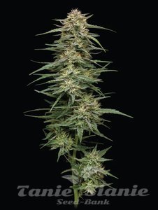 Raspberry Parfait - HUMBOLDT SEEDS COMPANY - 1