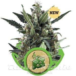 Blue Cheese Auto - ROYAL QUEEN SEEDS - 2