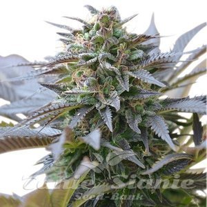 Blue Mystic - ROYAL QUEEN SEEDS - 2