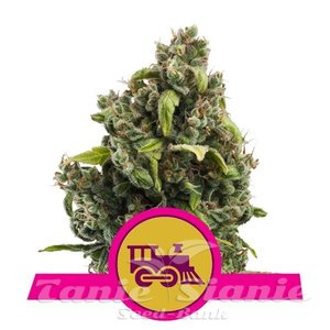 Candy Kush Express (Fast Version) - ROYAL QUEEN SEEDS - 1