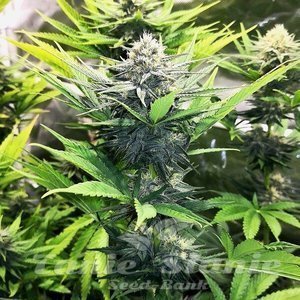 North Thunderfuck - ROYAL QUEEN SEEDS - 3