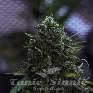 Northern Light Automatic - ROYAL QUEEN SEEDS - 2