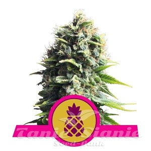 Pineapple Kush - ROYAL QUEEN SEEDS - 1