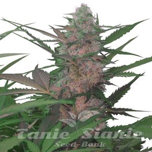 Royal AK Automatic - ROYAL QUEEN SEEDS - 2