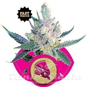 Royal Cheese (Fast Version) - ROYAL QUEEN SEEDS - 2