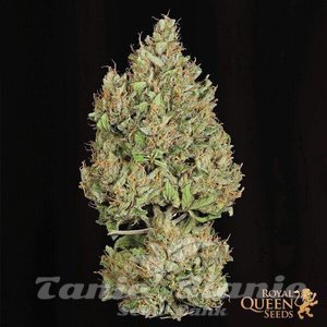Royal Cookies Automatic - ROYAL QUEEN SEEDS - 5