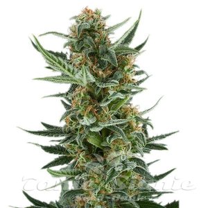 Royal Dwarf Auto - ROYAL QUEEN SEEDS - 3