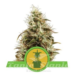 Royal Jack Automatic - ROYAL QUEEN SEEDS - 1