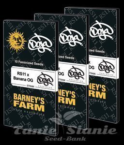RS11 x Banana OG - BARNEY'S FARM - 4
