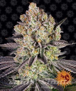 Runtz - BARNEY'S FARM - 1
