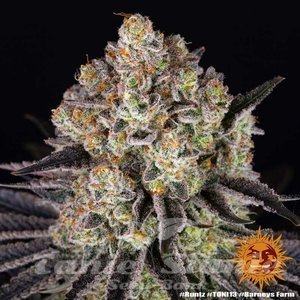 Runtz - BARNEY'S FARM - 3