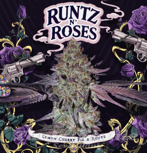 Runtz N' Roses - T.H. SEEDS - 1