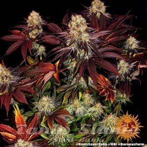 Runtz x Layer Cake - BARNEY'S FARM - 2
