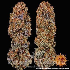 Runtz x Layer Cake - BARNEY'S FARM - 5