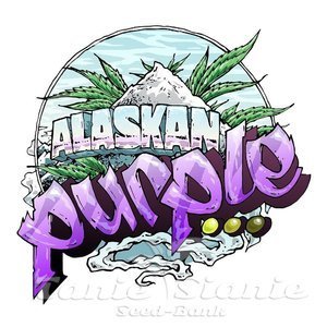 Alaskan Purple - SEEDSMAN - 1