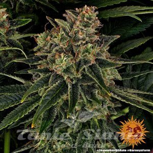 Skywalker OG Auto - BARNEY'S FARM - 7
