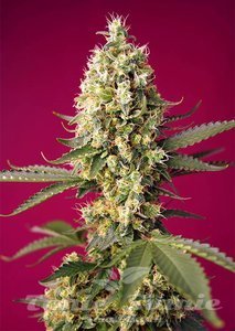 Skywalker OG Runtz XL Auto - SWEET SEEDS - 1