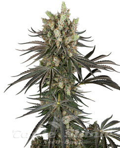 Slam Dank - SENSI SEEDS - 1