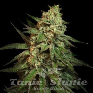 Snoop’s Applefrizzle - ELEV8 SEEDS - 1