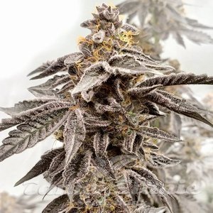 Sour Apple Kiss - ELEV8 SEEDS - 1