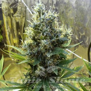 Sour Diesel Auto - 1