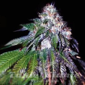 Sour Mac F1 - 1