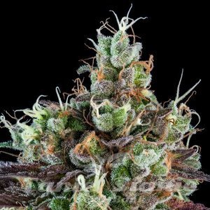 Sour Ripper Auto - RIPPER SEEDS - 1