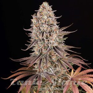 Sour Strawberry - BARNEY'S FARM - 7