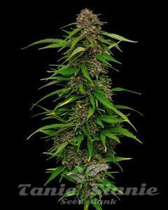 Squirt - HUMBOLDT SEED COMPANY - 1