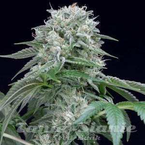 Starfire OG - SILENT SEEDS - 1